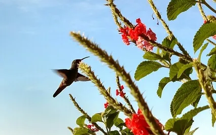 Flower (Unconditional Love)