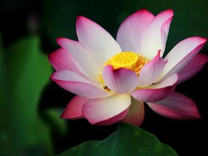 Flower Visualization - 10 Minutes