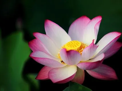 Flower Visualization - 15 Minutes