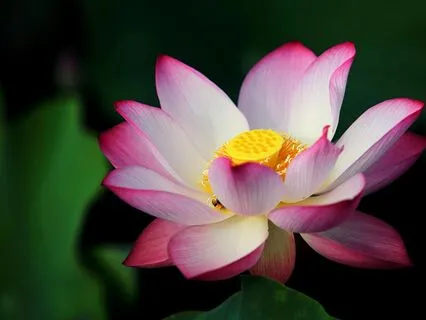 Flower Visualization - 20 Minutes