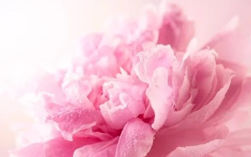 Flower Visualization Meditation