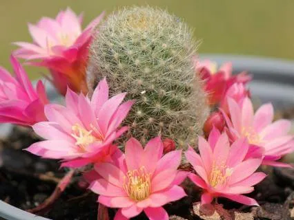 Hexaflexercise: Flower Vs Cactus