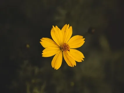 The Practice Of Flowers - Relaxation, Visualization And Liberation 