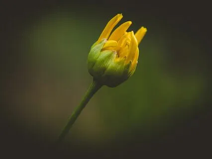 Flowering: The Unfolding Of The Created World