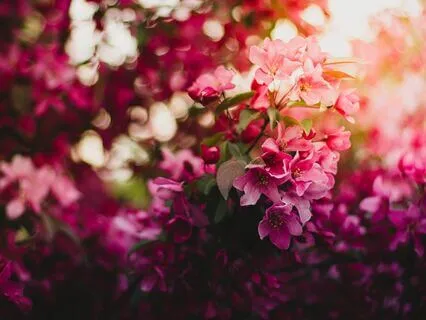 Flowers In My Heart 2