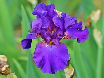 Flowers in the Heart