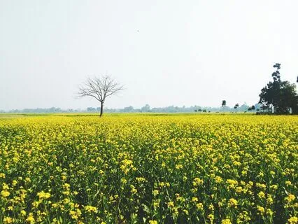 Flowers In The Sky | Full Concert | Live In June 2025