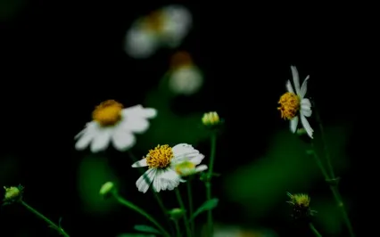 Flowers Of The Farm By Arthur O. Cooke