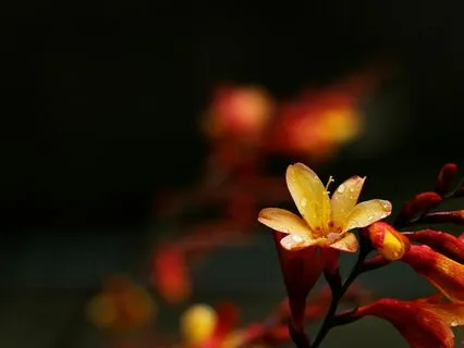 Flowers Of The Farm, Part 2, By Arthur O. Cooke