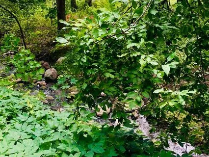 Flowing Waters - Relaxing Harp By A Stream