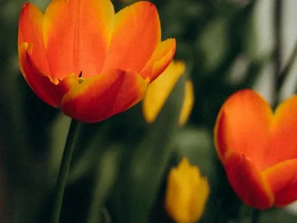 Day 11 - Flowing With Life's Journey- March 24