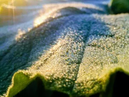 Fluffing The Gratitude Nest