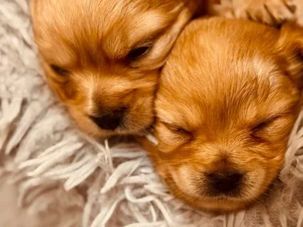 Fluffy Brown Noise | Cozy Sleep Sounds For Humans & Dogs