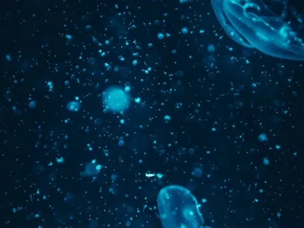 Fluorescent Jellyfish