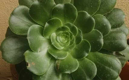 Flute And The Coming Of Night