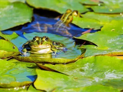 Spring Forest Meditation: Flute and Frog Songs