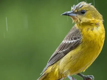 Calm Within: Forest Sounds & Flute