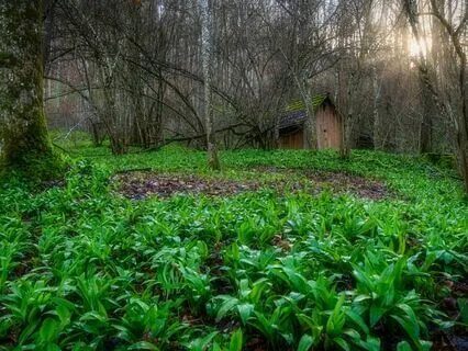 Flute Meditation, Crickets Of The Deep Forest