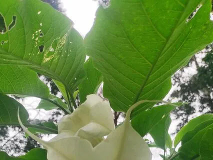 Flute Meditation, Ethereal Serenade