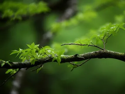 Flute Meditation, Memories Of A Tree