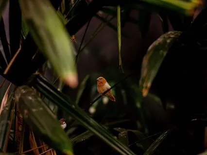 Flute Meditation, Shamanic Journey To Awaken Your Vision