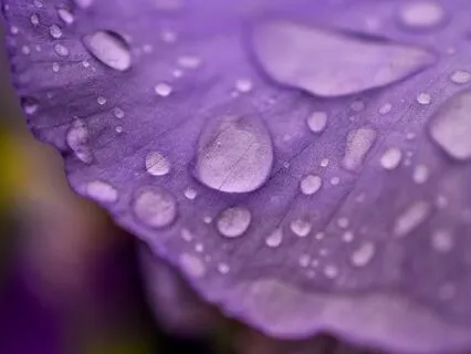 Flute Meditation, The Silence Between Rain Drops