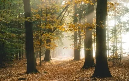 Flutes & Birds | Calming Nature Meditation