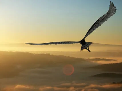 Fly - A Chance To Escape, Recharge & Feel Lifted