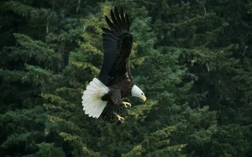 Fly Away | Voo Para Longe (Instrumental)