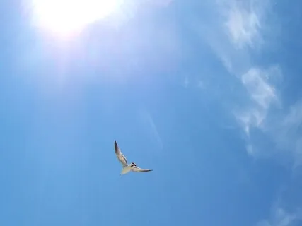 Fly :  Celebration Of Life