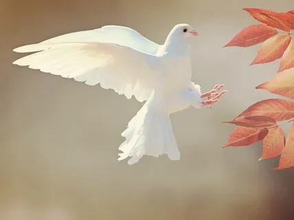 Fly High In The Light - Song Of Freedom - Harp & Voice