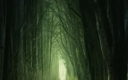 Fly Sleeping With Theta Waves