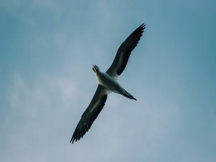 Flying Bird - A Short Calming Meditation For Children