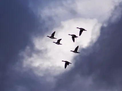 Flying (Extended Version)