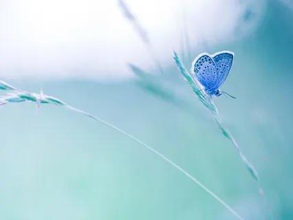 Flying Free (Flute-Based Meditation)