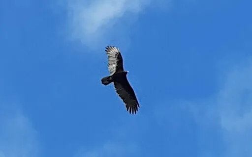 Flying Into The Sky Of Awareness