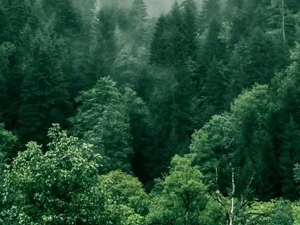 Flying Through The Trees