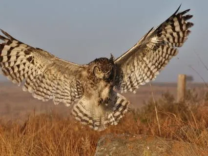 Flying To Inner Wisdom - A Relaxation Meditation