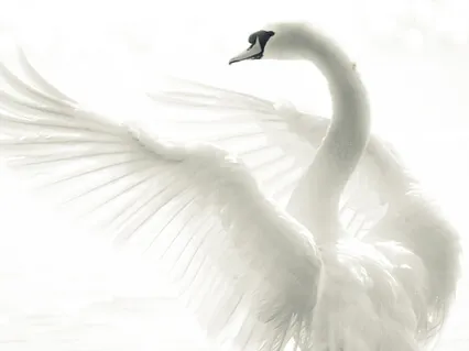 Release Anxiety And Fly With The Swan