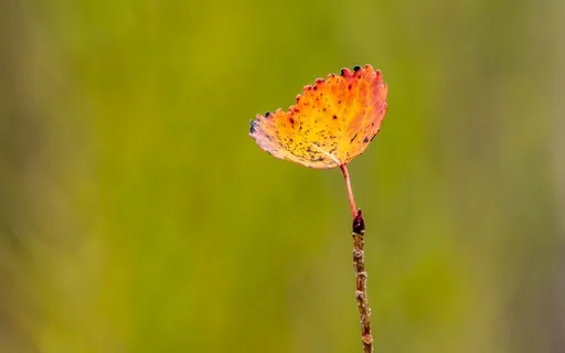 Focus & Concentrate On The Present Moment