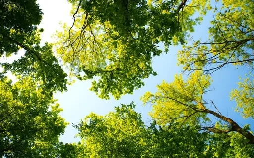 Focus And Concentration Affirmation Meditation