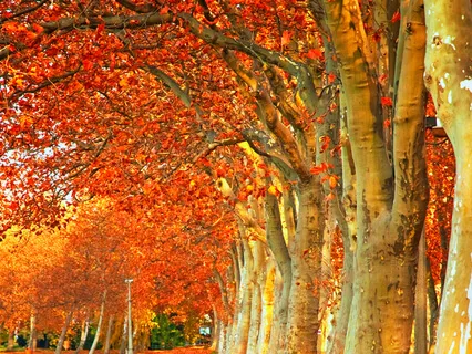 Focus, Attention And Concentration