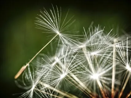 Focus: Breath Meditation