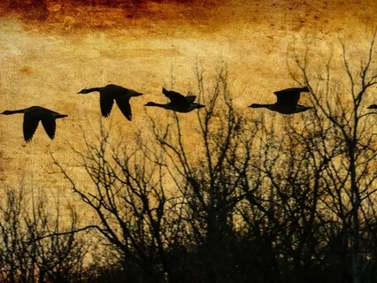 Focus, Flow and Let Go