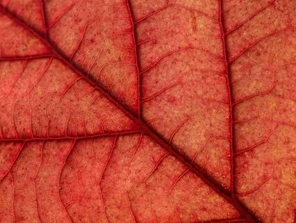 Focus & Flow: Gentle Music For Study And Concentration