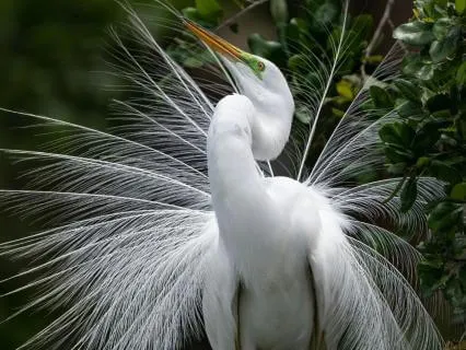 Focus Like An Egret: Aligning Attention With Intention