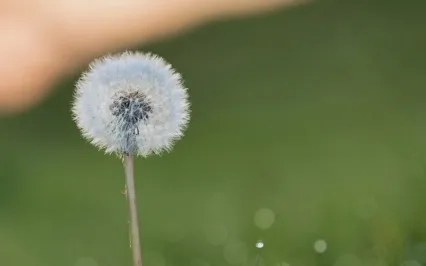 Focus Mood - Genuine Breathing Music