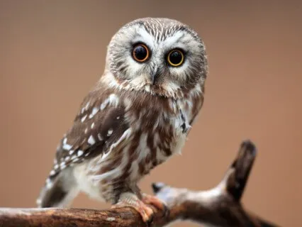 Focus Music - Ambient Music For Studying