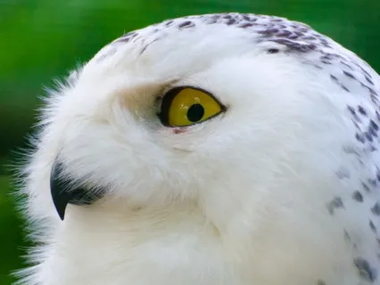 Focus Music - Ambient Work Music To Concentrate