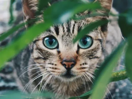 Focus Music - Atmospheric Music For Work